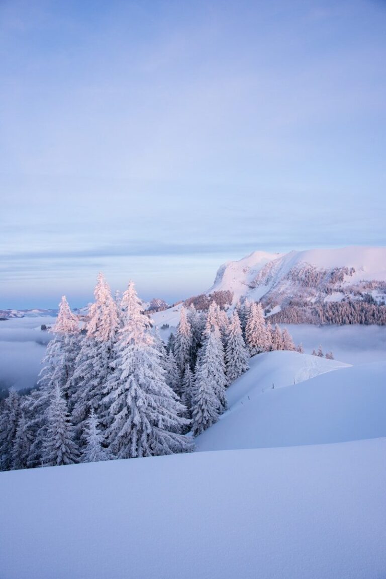 Snow-covered evergreen trees on a mountain at sunrise.