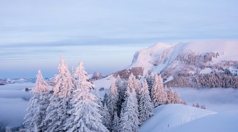 Snow-covered evergreen trees on a mountain at sunrise.